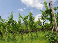 Südtirol, Weingute Rametz, Pergola Winberg