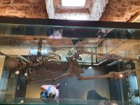 Südtirol, MMM Firmian, Skelett eines 3000 Jahre alten Menschens