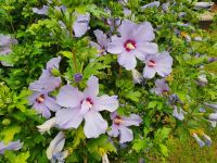Südtirol, MMM FIrmian, Hibiscus