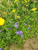 Provinz Belluno, Teufelskralle