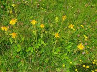 Provinz Belluno, Arnika am Monte Rite