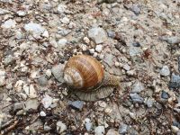 Weinbergschnecke am Weg