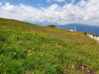 blühende Wiesen auf dem Kronplatz