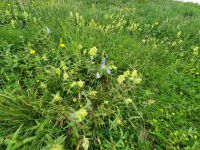 Zotteliger Knotterkopf