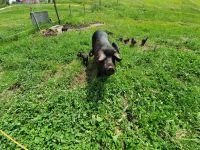 glückliche Schweine am Furkelsattel