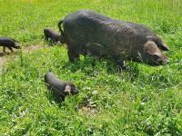 glückliche Schweine am Furkelsattel