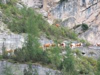 Almabtrieb ins Rautal