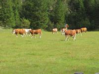 Almabtrieb ins Rautal