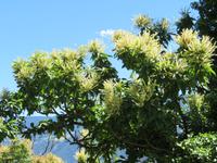 Esskastanienblüte