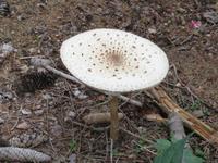 Parasolpilz