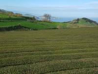 AIDAcara, Azoren, Insel Sao Miguel, Teefabrik Goreana