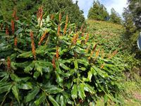 AIDAcara, Azoren, Insel Sa Miguel, wilder Ingwer