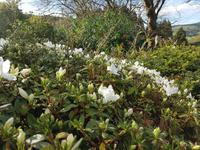 AIDAcara, Azoren, Insel Sao Miguel, Azaleenblüte