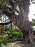 AIDAcara, Azoren, Insel Sao Miguel, Furnas, Terra Nostra Park, neuseel. Eisenholzbaum