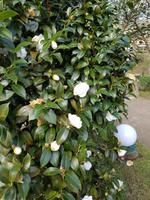 AIDAcara, Azoren, Insel Sao Miguel, Furnas, Terra Nostra Park, Kamelie