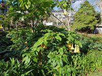 AIDAcara, Azoren, Insel Sao Miguel, Furnas, Terra Nostra Park, Engelstrompete