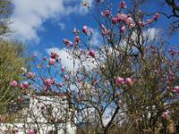 AIDAcara, Azoren, Insel Sao Miguel, Furnas, Terra Nostra Park, Magnolie