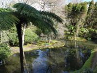 AIDAcara, Azoren, Insel Sao Miguel, Furnas, Terra Nostra Park, Baumfarne