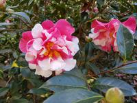 AIDAcara, Azoren, Insel Sao Miguel, Furnas, Terra Nostra Park, Kamelie