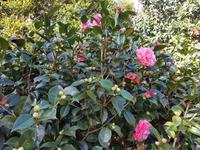 AIDAcara, Azoren, Insel Sao Miguel, Furnas, Terra Nostra Park, Kamelie