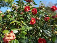 AIDAcara, Azoren, Insel Sao Miguel, Furnas, Terra Nostra Park, Kamelie