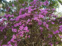 AIDAcara, Azoren, Insel Sao Miguel, Furnas, Terra Nostra Park, Azalee