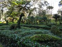 AIDAcara, Azoren, Insel Sao Miguel, Furnas, Terra Nostra Park