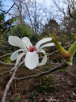 AIDAcara, Azoren, Insel Sao Miguel, Furnas, Terra Nostra Park, Sternmaglolie