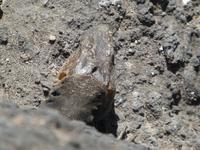 AIDAcara, Gran Canaria, Botanischer Garten, Rieseneidechse