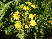 AIDAcara, La Gomera, kanarischer Löwenzahn oder Gänsedistel