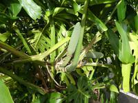 AIDAcara, Azoren, Insel Sa Miguel, Philodendren