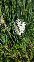 AIDAcara, Azoren, Insel Terceira, Monte Brazil, Orchidee