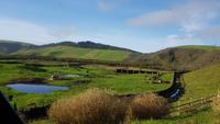 AIDAcara, Azoren, Insel Terceira, Stierweiden