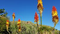 AIDAcara, Gran Canaria, Botanischer Garten