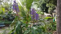 AIDAcara, Madeira, Funchal, 
