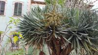 AIDAcara, Madeira, Funchal, Drachenbaum