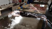 AIDAcara, Madeira, Funchal, Markthalle