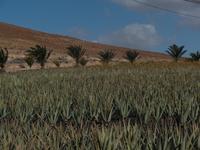 Fuerteventura