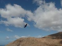 Fuerteventura