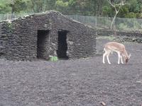 Insel Faial