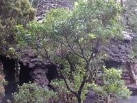 Insel Faial