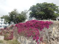 Madeira 