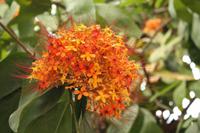 141 Blumenpracht