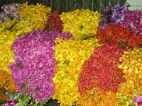 Tag 3 - 1 - Blumenmarkt in Bangkok (1)