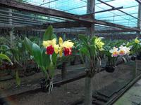 Tag 4 - 03 - zweiter Besichtigungsstopp kleine Orchideenfarm