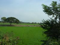 Tag 5 - 1 - Fahrt durch die zentralthailändische Ebene (3)