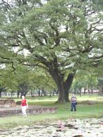 Tag 6 - 04 - Stopp am Lotusblumenteich (3)