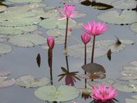 Tag 6 - 04 - Stopp am Lotusblumenteich (4)