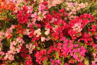 006 wunderschöne Bougainvillen