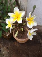 035 Frangipani - Tempelblumen